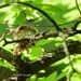 120-365 humming bird nest by slaabs