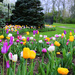 Spring's tulip entrance to Inniswood Gardens by ggshearron
