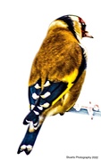 1st May 2022 - European goldfinch 