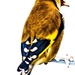European goldfinch  by stuart46