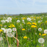 29th Apr 2022 - spring meadow
