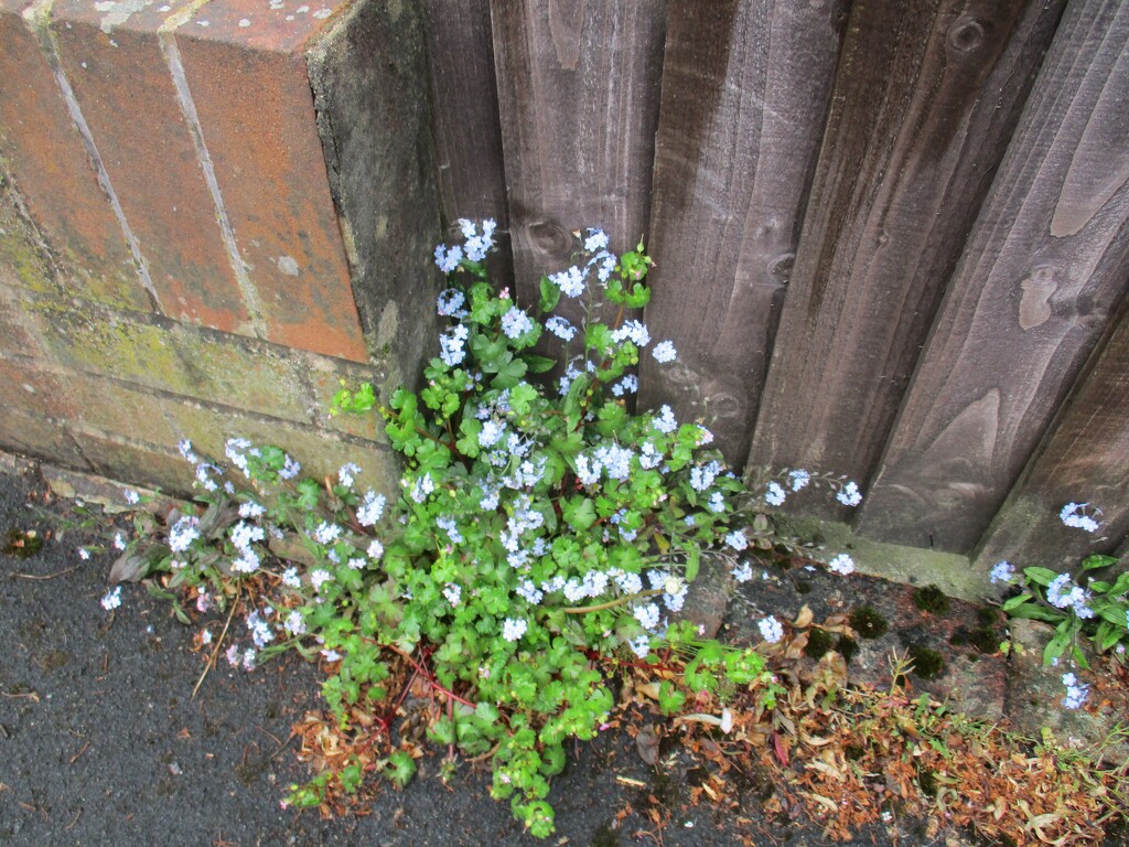 Wall, fence and forget-me-nots. by grace55