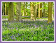 1st May 2022 - Bluebell Wood 