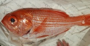 1st May 2022 - Red Snapper for dinner
