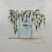 1st May 2022 - Wisteria