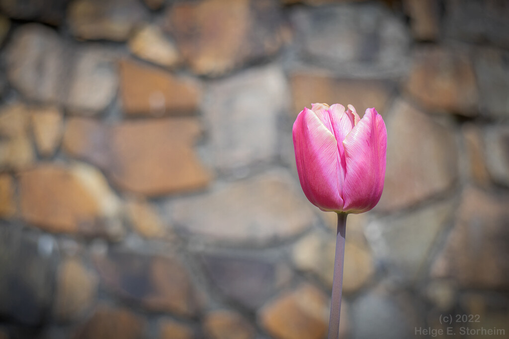 Lone tulip  by helstor365