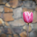 Lone tulip  by helstor365
