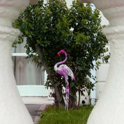 1st May 2022 - Friday Framed Flamingo Forgotten then Found 
