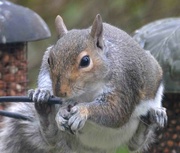 1st May 2022 - Squirrel