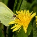 Brimstone Butterfly on a Dandelion Flower by fishers