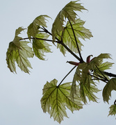 1st May 2022 - Acer drummondii
