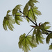 Acer drummondii by marianj