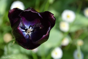 30th Apr 2022 - inside a black tulip