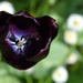 inside a black tulip by parisouailleurs