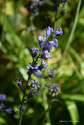 30th Apr 2022 - Bluebell