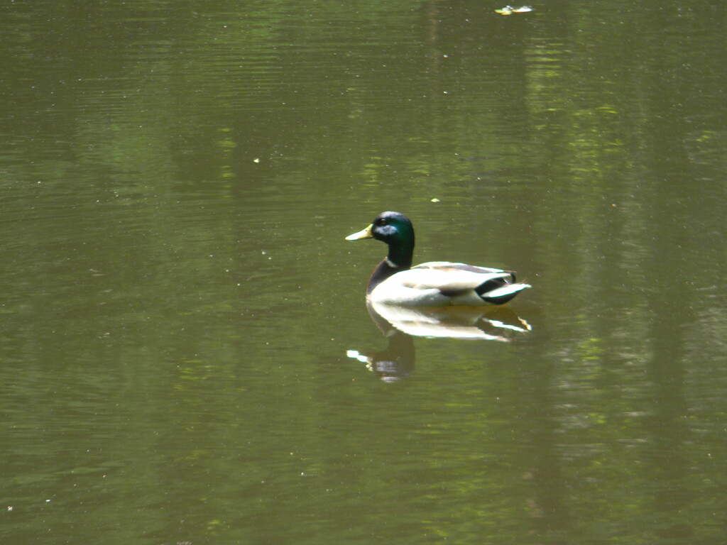 Duck In Pond by sfeldphotos