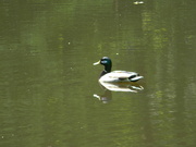 1st May 2022 - Duck In Pond