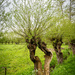 Pollard willow by djepie