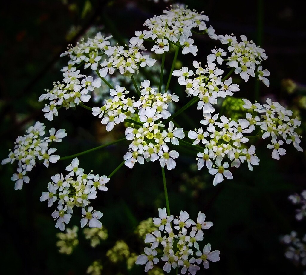 A pretty wildflower cluster... by anitaw