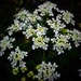 A pretty wildflower cluster... by anitaw