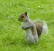 1st May 2022 - I Have Lost My Nuts. 