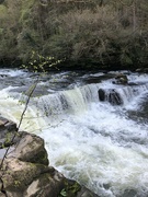 28th Apr 2022 - Clyde Falls, Lanark
