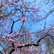 2nd May 2022 - I Love The Redbud Trees