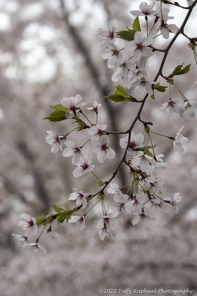 Cherry Blossom Time by taffy