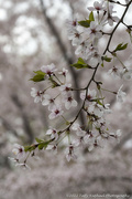 29th Apr 2022 - Cherry Blossom Time