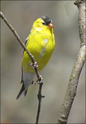 28th Apr 2022 - Perching Goldfinch