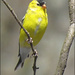 Perching Goldfinch by olivetreeann