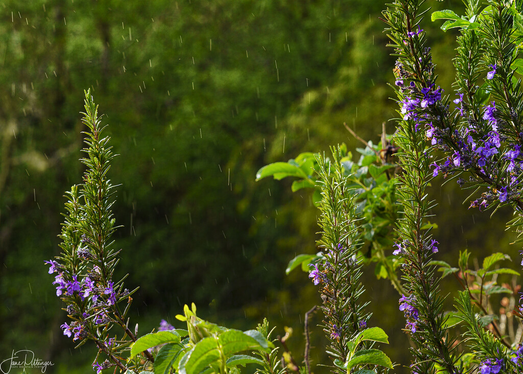 Rain and Sunlight  by jgpittenger