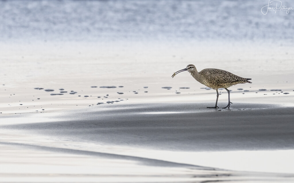 Whimbrel with Shrimp  by jgpittenger