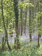 18th Apr 2022 - Bluebells even without looking