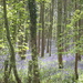 Bluebells even without looking by speedwell