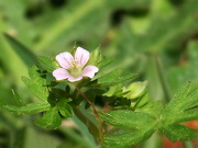 2nd May 2022 - Carolina cranesbill...