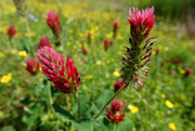 1st May 2022 - Red Clover Season