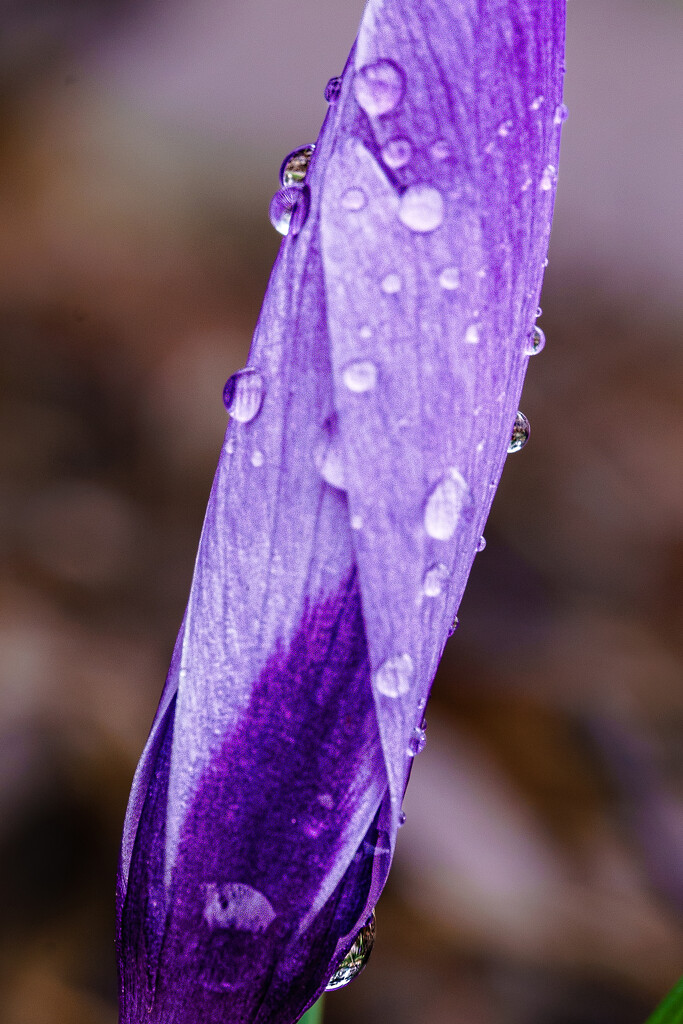 An Emerging Crocus with Raindrops by tosee