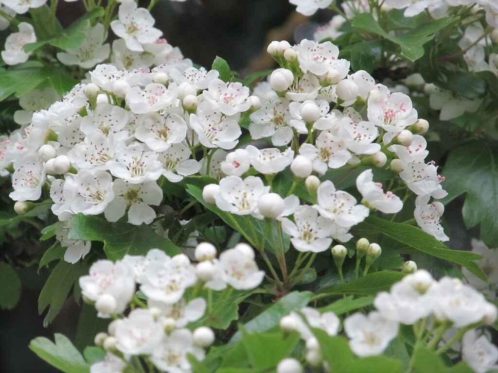 may blossom time again by speedwell