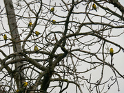 1st May 2022 - Did you know finches grow on trees?