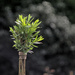 Willow Wand at f2 : Helios 44-2 vintage lens by phil_howcroft