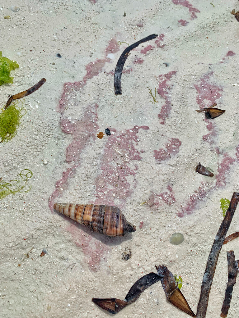 Shell and pink sand.  by cocobella