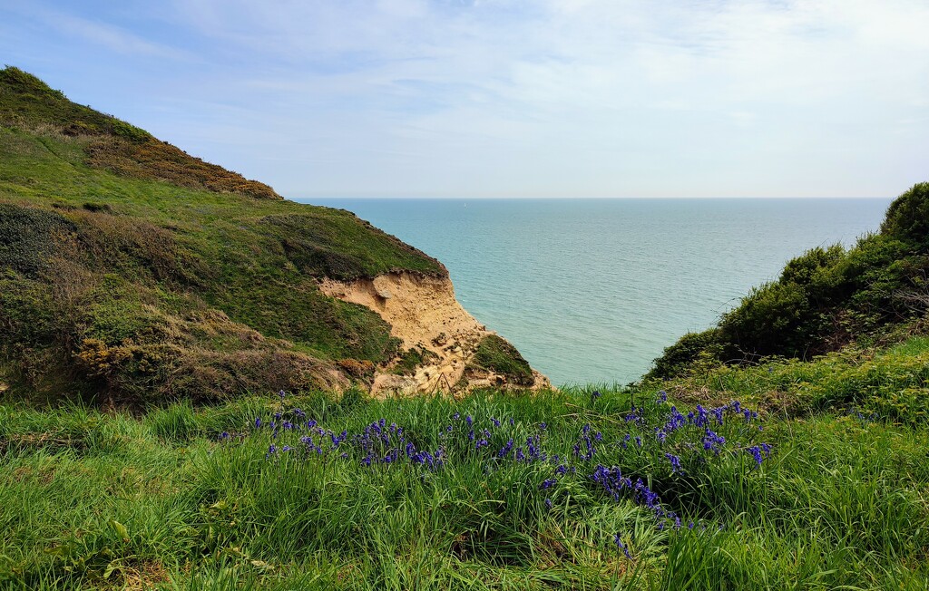 Bluebells on the cliffs  by boxplayer