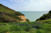 1st May 2022 - Bluebells on the cliffs 
