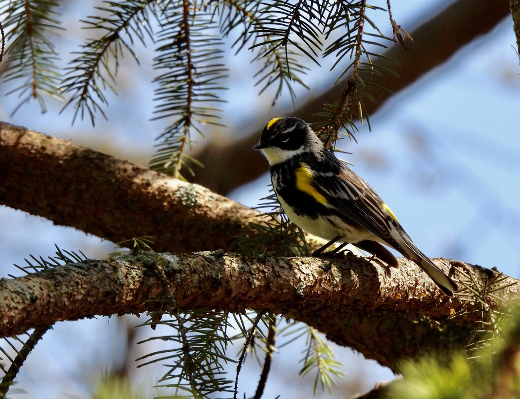 Yellow-Rumped Warbler by frantackaberry