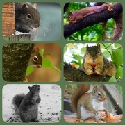 1st May 2022 - my squirrelly friends