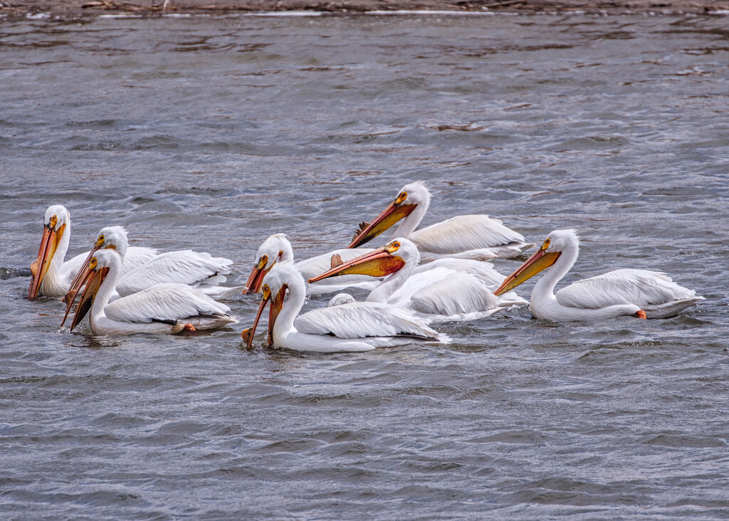 white pelicans by aecasey