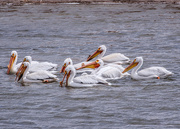 29th Apr 2022 - white pelicans