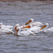 white pelicans by aecasey