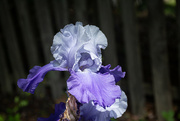 1st May 2022 - Purple Iris...